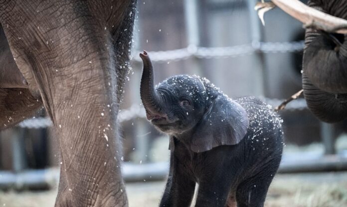 Elefant Tsavo