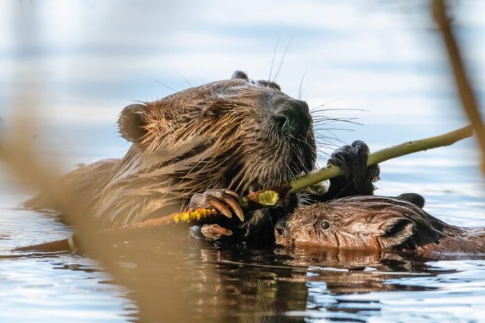 Beaver with baby in lake chewing on wood