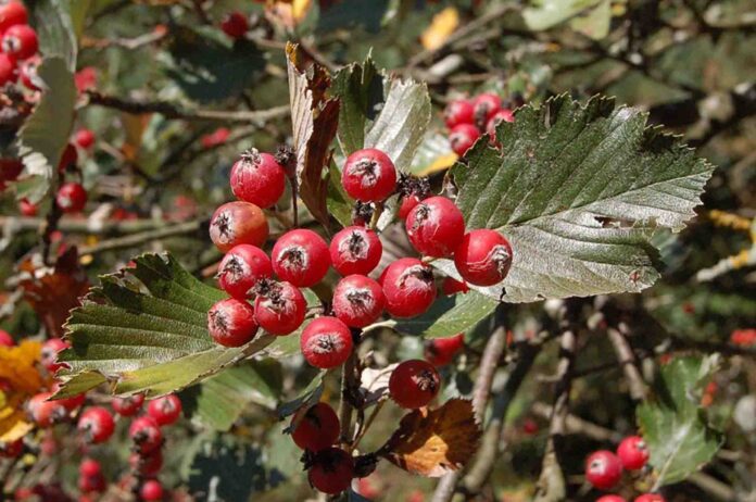 Die scharlachroten Früchte der Gewöhnlichen Mehlbeere sind beliebte Winterspeisen für Drosseln und Co. Foto: Ralf Bundesmann