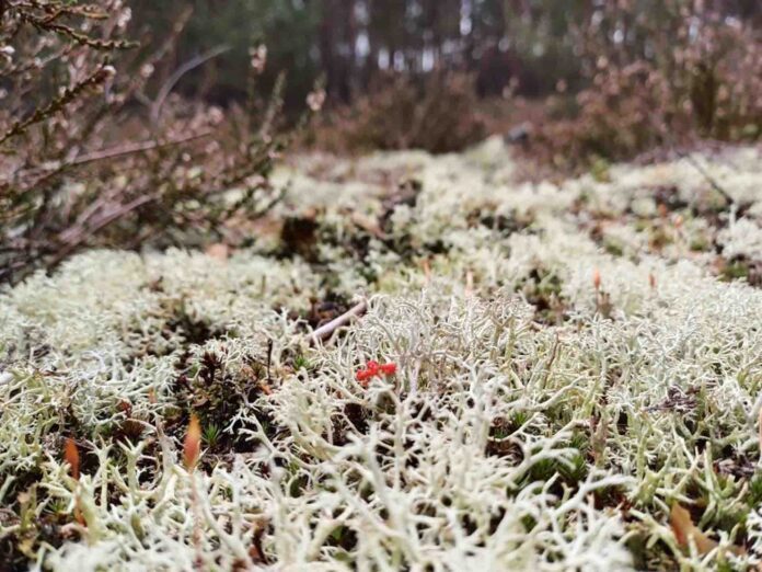 2024_KW_12_Bild_13_Foto Landschaftspflegeverband Neumarkt idOPf eV