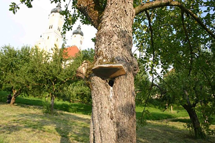 2025_KW_04_Bild_22_Foto Bayerischer Landesverband für Gartenbau und Landespflege eV Kopie