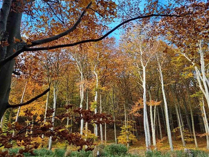 2025_KW_12_Bild_19_Foto Landschaftspflegeverband Neumarkt i d OPf eV